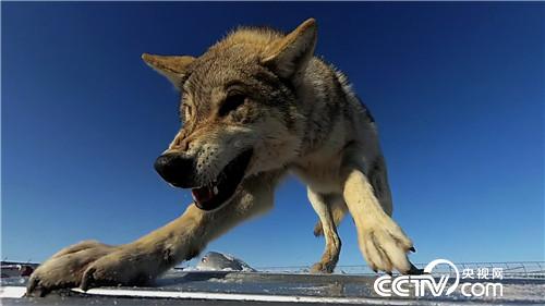 [致富经]六畜兴旺贺新春 动物致富争霸 20190212 