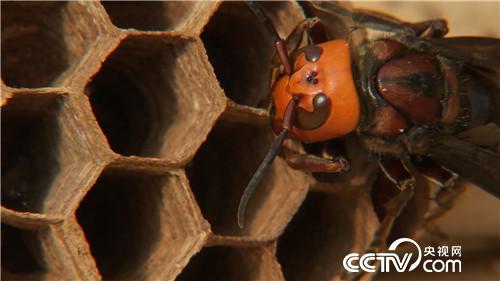 [致富经]六畜兴旺贺新春 动物致富争霸 20190212 