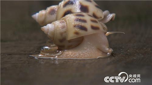 [致富经]六畜兴旺贺新春 动物致富争霸 20190212 