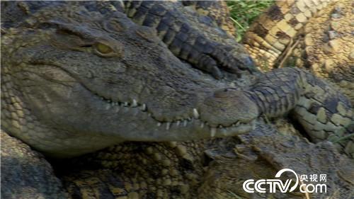 [致富经]六畜兴旺贺新春 动物致富争霸 20190212 