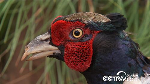 [致富经]六畜兴旺贺新春 动物致富争霸 20190212 