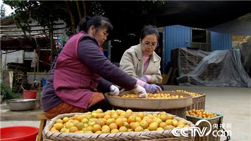 [致富经]海归姑娘进山盯上金蛋蛋 5个字换来2500万 20190225 