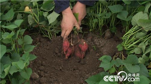 [致富经]赚钱赚到难为情 卖菜大姐意外赚来千万财 20190328 