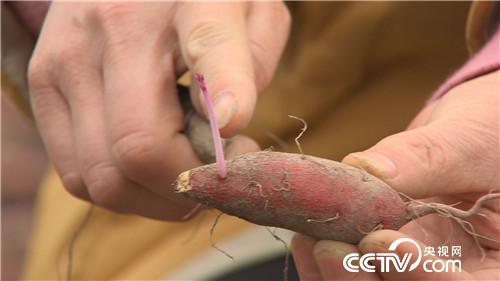 [致富经]赚钱赚到难为情 卖菜大姐意外赚来千万财 20190328 