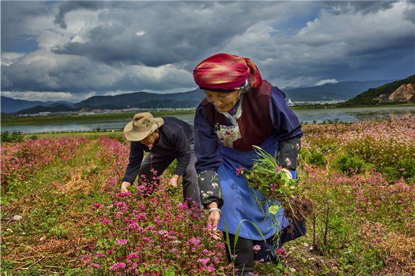 2020年8月2日，云南迪庆州，当地村民在花地除草。这里曾是“三区三州”深度贫困地区之一，如今走出了“开发一个景区、保护一片森林、带动一方群众”的“旅游+扶贫”模式。梁达明摄