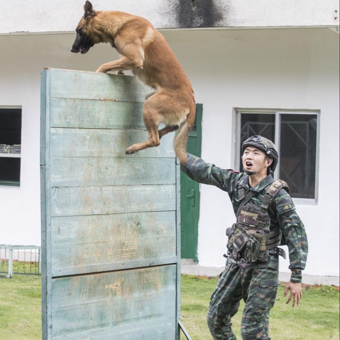 廣西南寧武警官兵攜軍犬開展強化訓練提升實戰能力