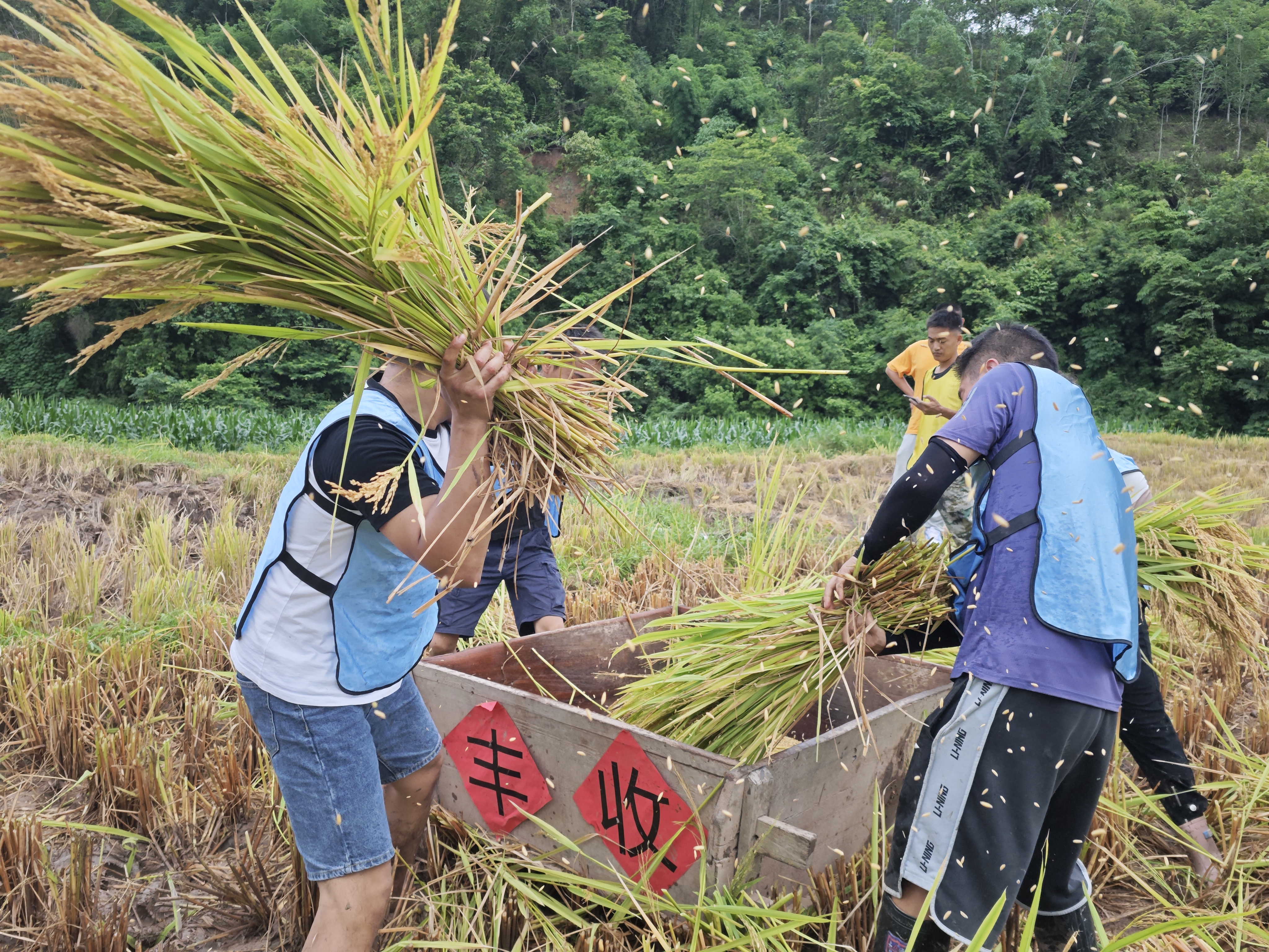 云南景谷比赛打谷子享丰收喜悦