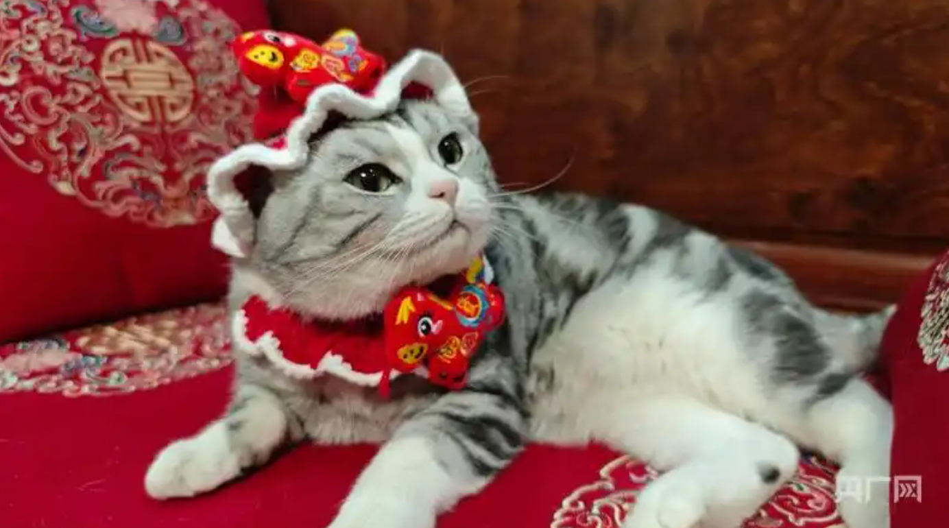 具有新年氛围的宠物围脖、帽子（央广网记者温雅慧摄）